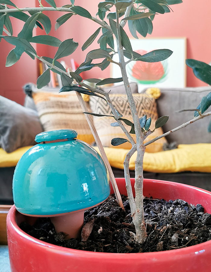 Olla en terre cuite - terracotta - arrosage plante verte – BOTANISSA